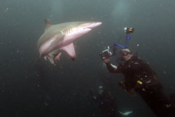 Ken taking photos of a black tip reef shark